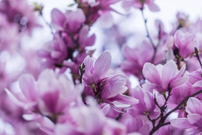 选择聚焦摄影的紫色兰花的花
